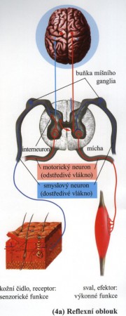 Naplnenie kapacity masáži a kozmetiky